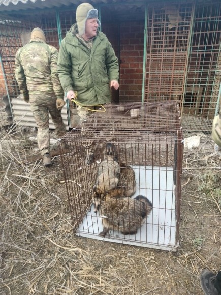 Спасти волчицу и трёх енотов за 60 часов