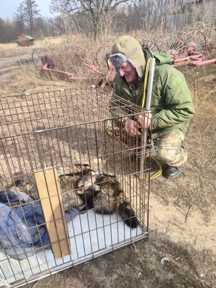 Спасти волчицу и трёх енотов за 60 часов