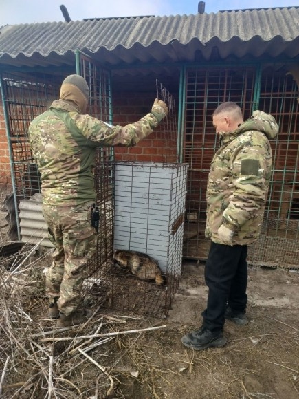 Спасти волчицу и трёх енотов за 60 часов