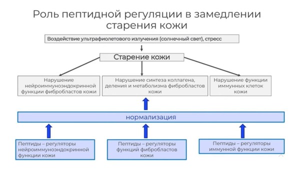 Пептидные биорегуляторы: революция в косметологии