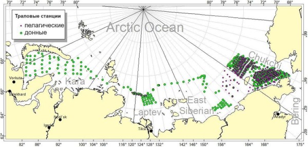 Моря сибирской Арктики заселяют рыбы Тихого и Атлантического океанов