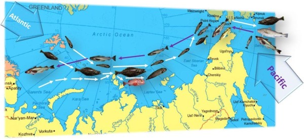 Моря сибирской Арктики заселяют рыбы Тихого и Атлантического океанов